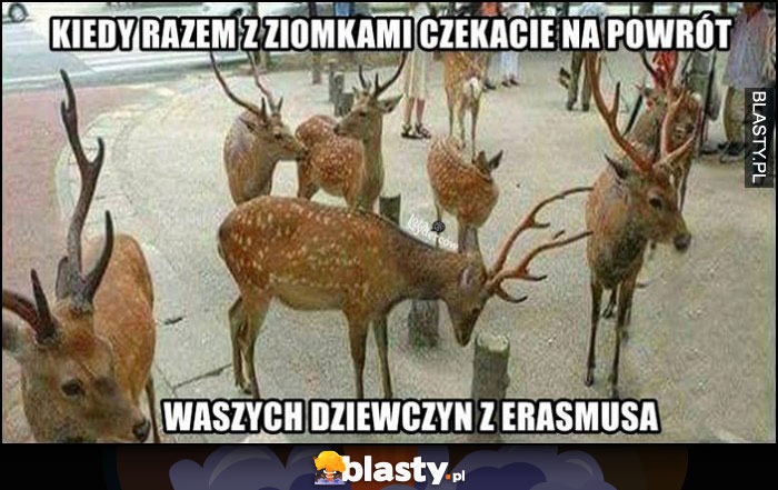 Jelenie z rogami kiedy razem z ziomkami czekacie na powrót waszych dziewczyn z Erasmusa