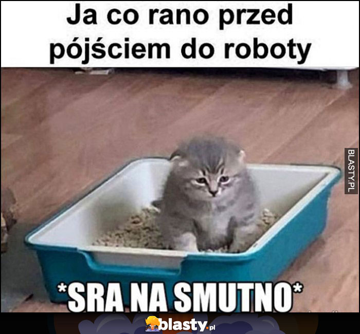 Kot ja co rano przed pójściem do roboty: sra na smutno