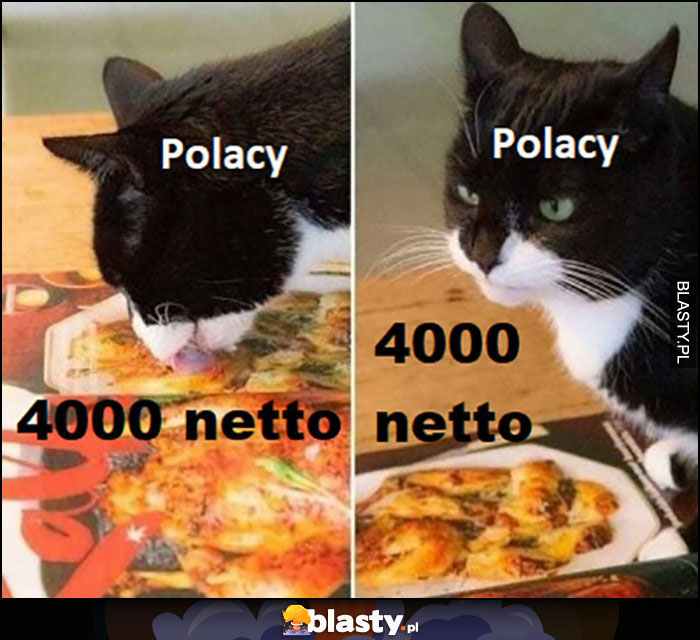 Kot liżę pizzę a to tylko opakowanie Polacy i 4000 netto