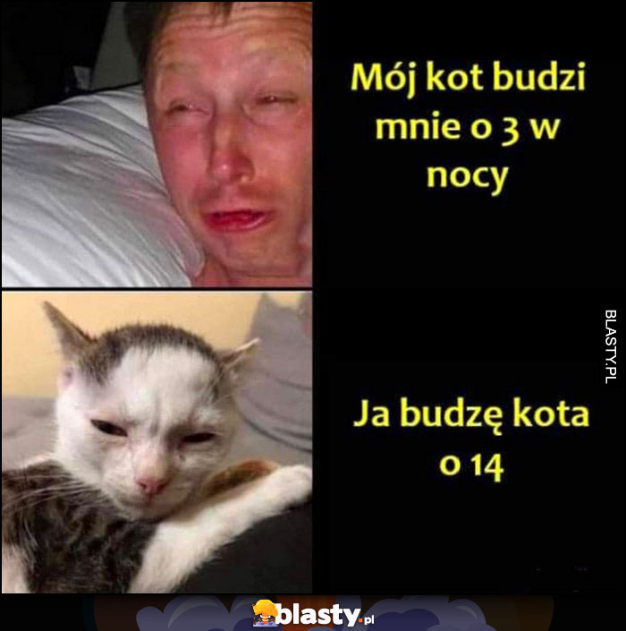 Mój kot budzi mnie o 3 w nocy vs ja budzę kota o 14 w dzień