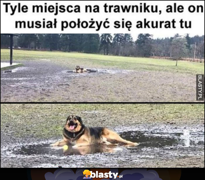 Tyle miejsca na trawniku, ale on musiał położyć się akurat tu pies leży w kałuży