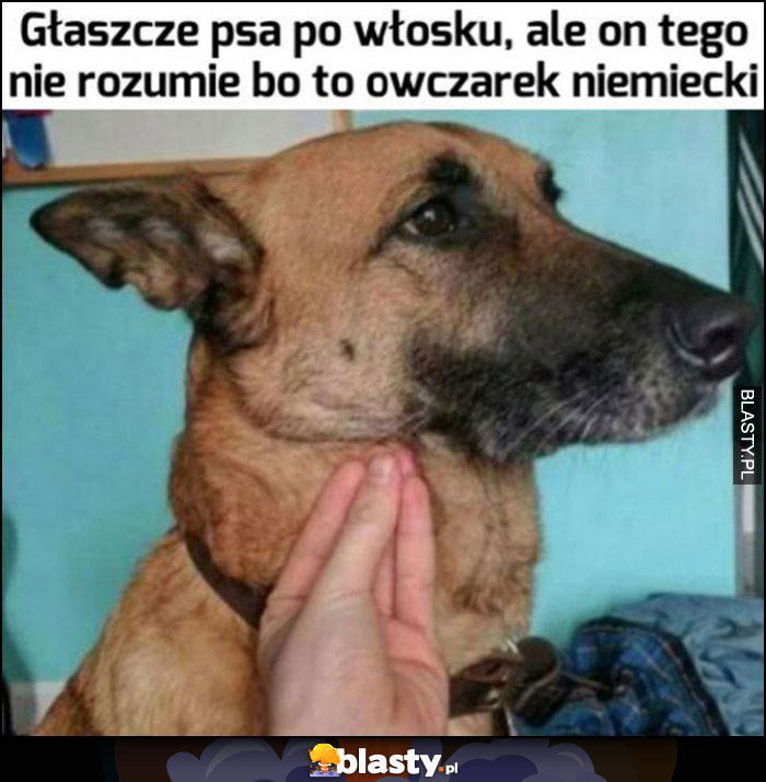 Głaszcze psa po włosku, ale on tego nie rozumie bo to pies owczarek niemiecki