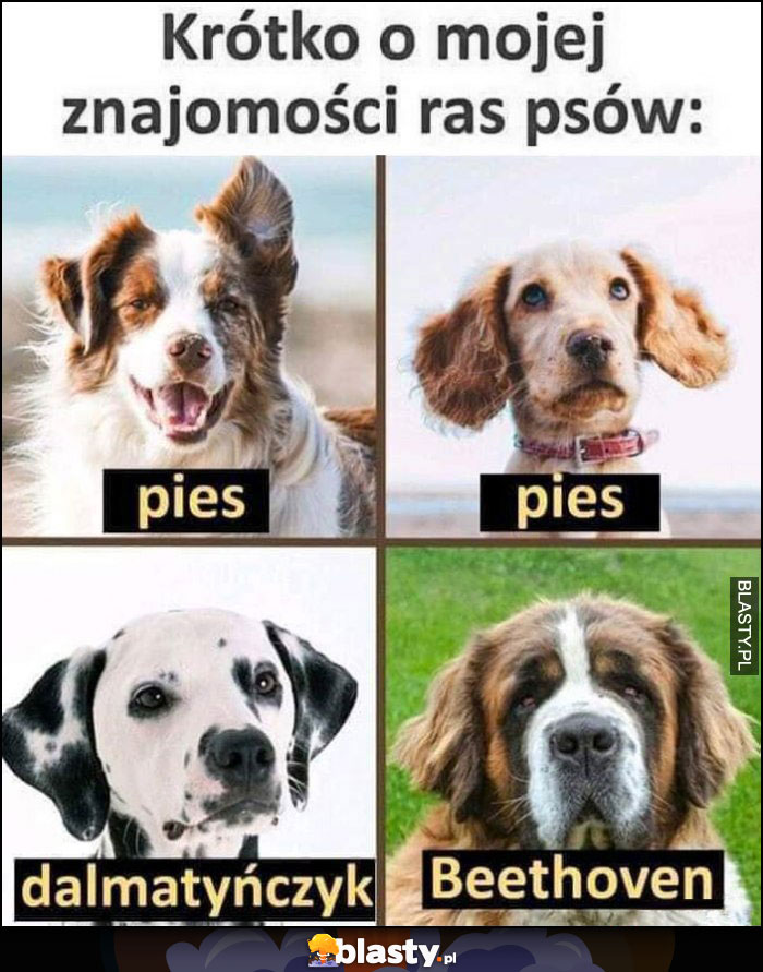 Krótko o mojej znajomości ras psów: pies, dalmatyńczym, beethoven