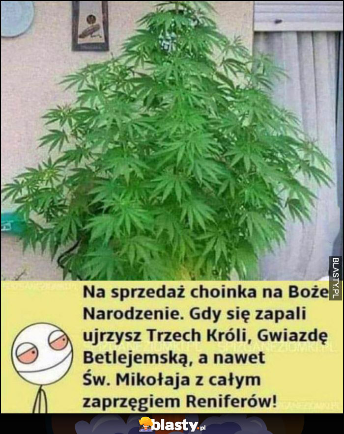 Na sprzedaż choinka na Boże Narodzenie, gdy sie zapali ujrzysz Trzech Króli, Gwiazdę Betlejemską, a nawet Św. Mikołaja marihuana