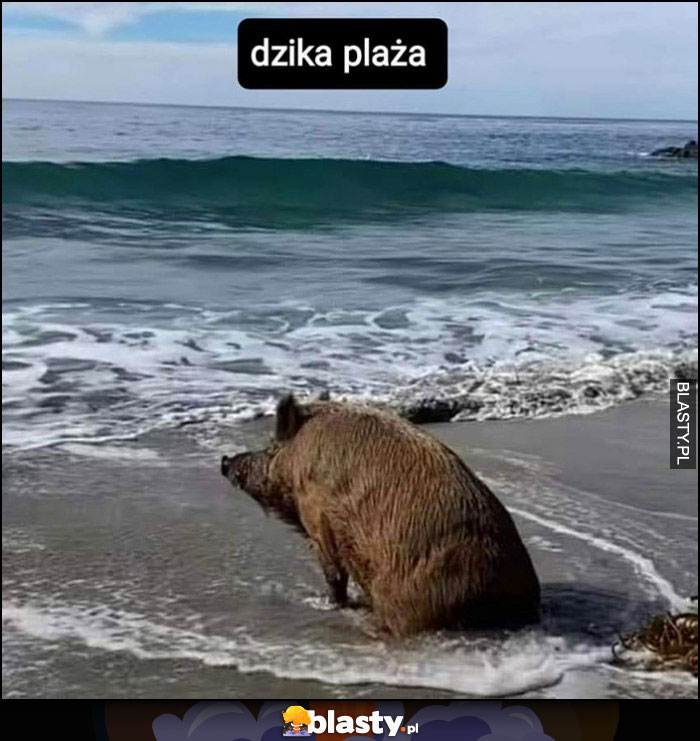 Dzika plaża dosłownie dzik siedzi na plaży