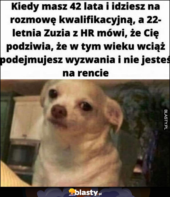 Kiedy masz 42 lata, idziesz na rozmowę kwalifikacyjną i laska z HR mówi, że Cię podziwia że w tym wieku nie jesteś na rencie pies piesek