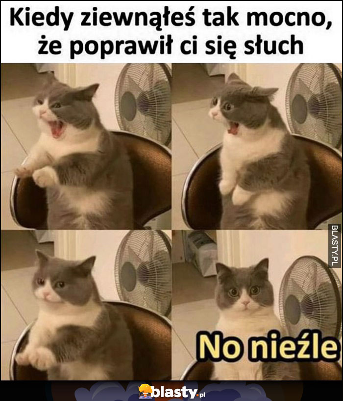 Kiedy ziewnąłeś tak mocno, że poprawił ci się słuch kot no nieźle