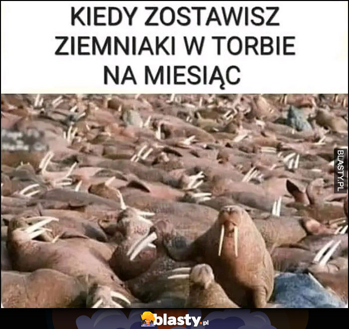 Kiedy zostawisz ziemniaki w torbie na miesiąc foki morsy kły