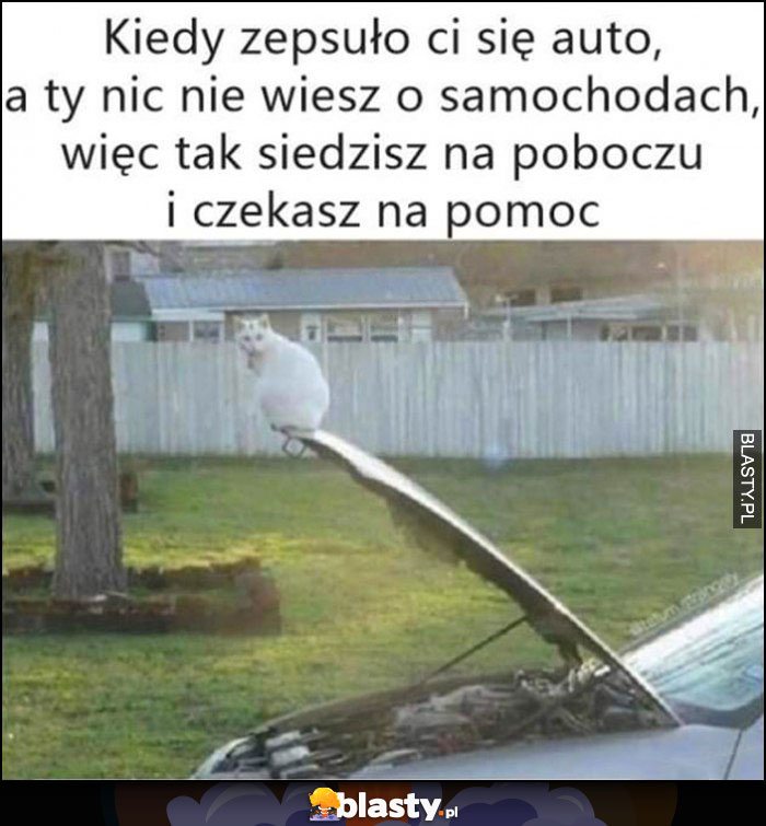 Kot kiedy zepsuło ci się auto, a ty nic nie wiesz o samochodach, więc tak siedzisz na poboczu i czekasz na pomoc