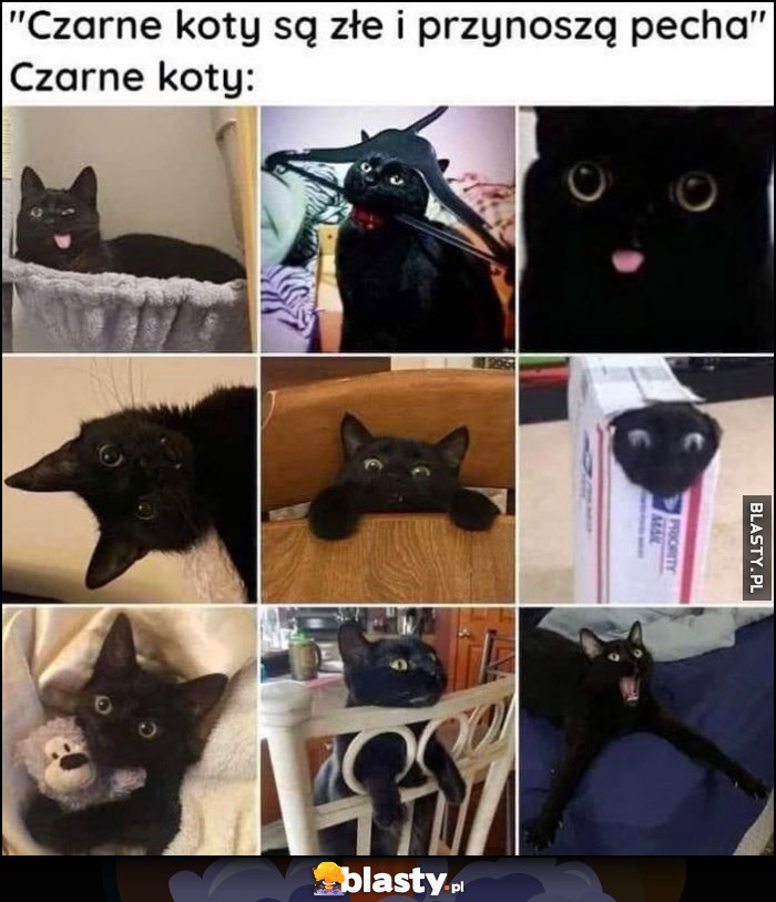 Czarne koty są złe i przynoszą pecha, tymczasem czarne koty słodkie słodziaki
