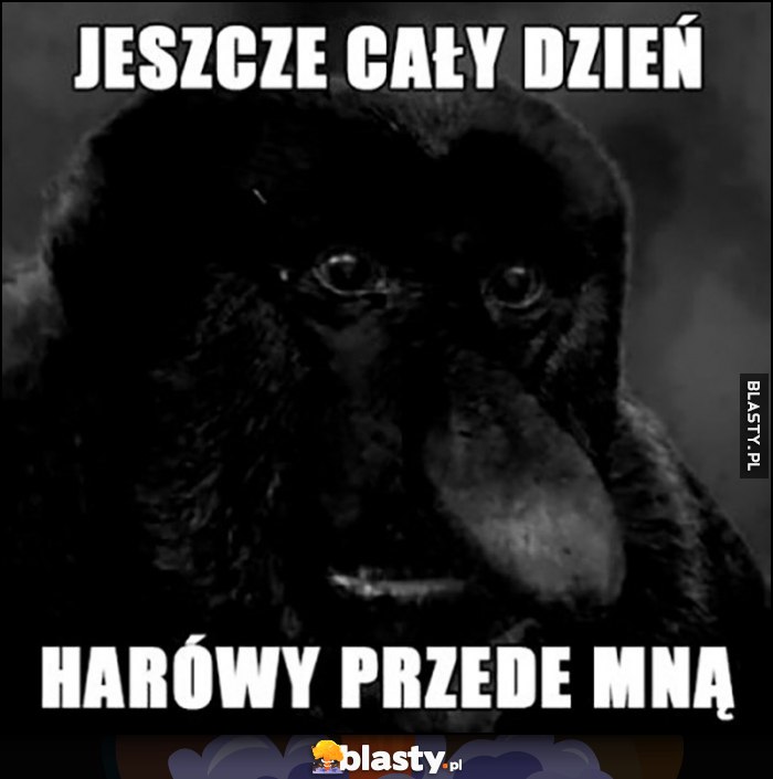 Jeszcze cały dzień harówy przede mną nosacz małpa