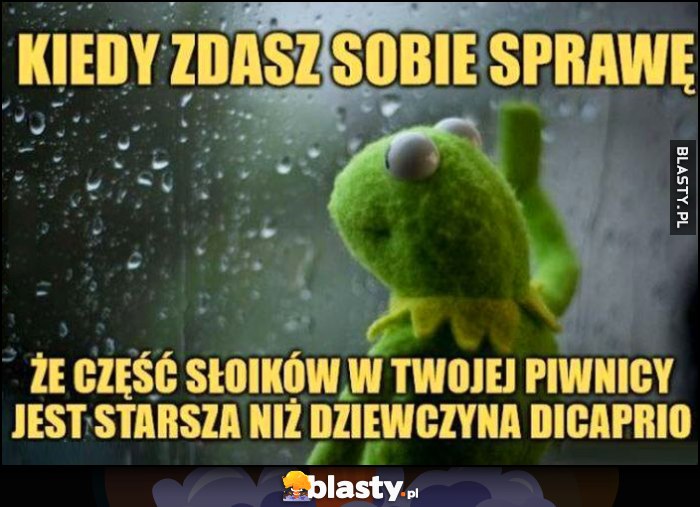 Kermit kiedy zdasz sobie sprawę, że część słoików w Twojej piwnicy jest starsza niż dziewczyna Leonardo Dicaprio