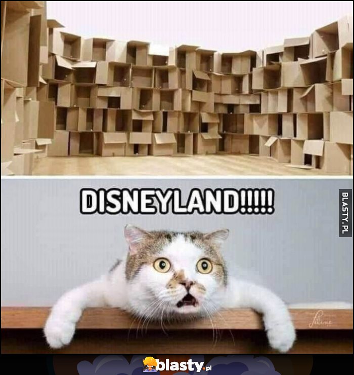 Kot sterta pudełek myśli sobie Disneyland
