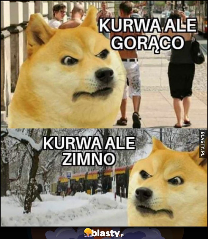 Pies pieseł doge latem kurna ale gorąco, zimą kurna ale zimno