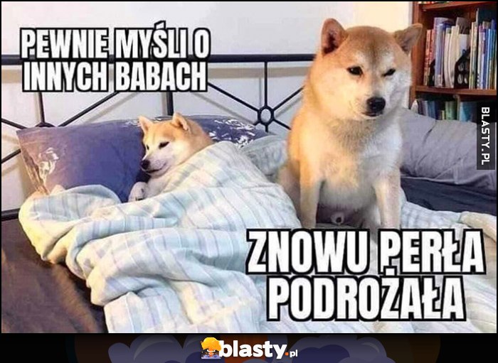 Ona: pewnie myśli o innych babach, on: znowu Perła podrożała pies pieseł doge