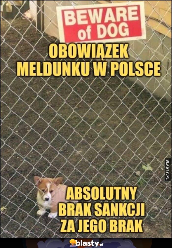 Pies piesek: obowiązek meldunku w Polsce vs absolutny brak sankcji za jego brak