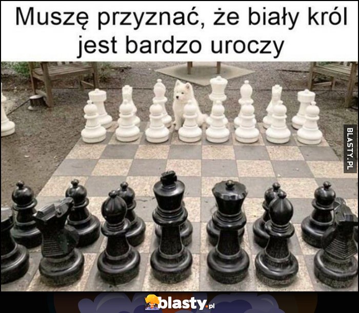 Szachy muszę przyznać że biały król jest bardzo uroczy pies pieseł piesek