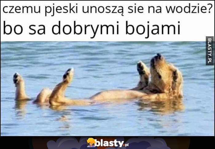 Czemu pieski unoszą się na wodzie? Bo są dobrymi bojami