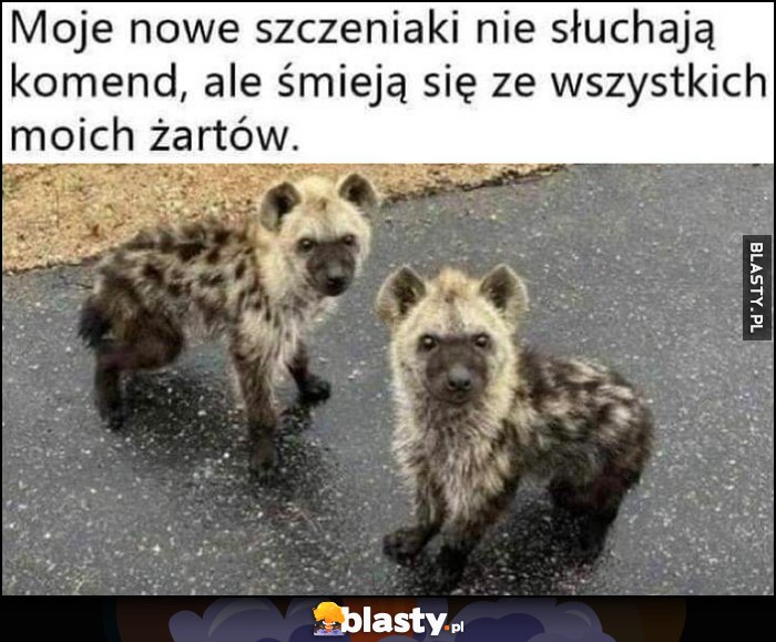 Hieny moje nowe szczeniaki nie słuchają komend, ale śmieją sie ze wszystkich moich żartów