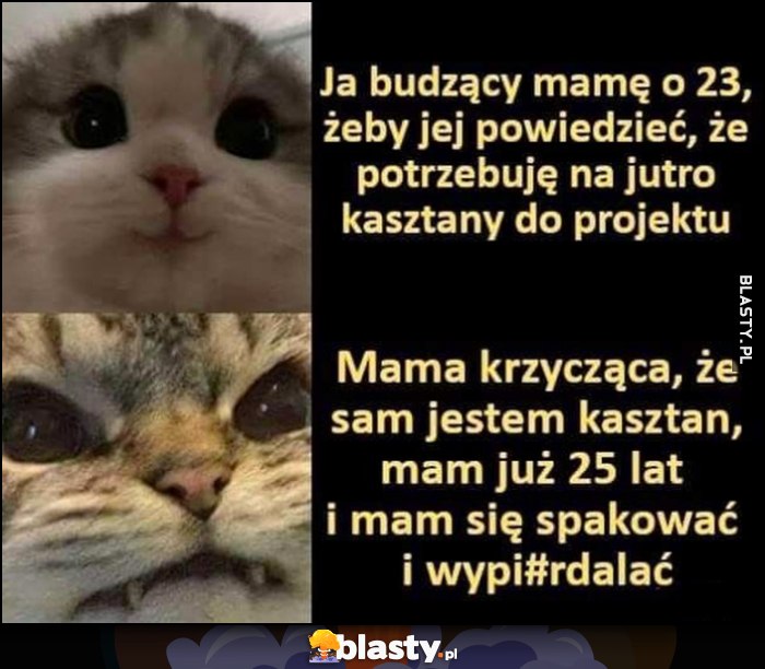 Ja budzący mamę o 23, żeby jej powiedzieć, że potrzebuję na jutro kasztany do projektu vs mama krzycząca, że sam jestem kasztan, mam już 25 lat i mam się spakować i wypieprzać kot koty