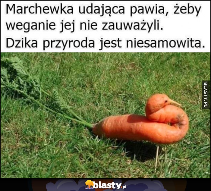 Marchewka udająca pawia, żeby weganie jej nie zauważyli. Dzika przyroda jest niesamowita