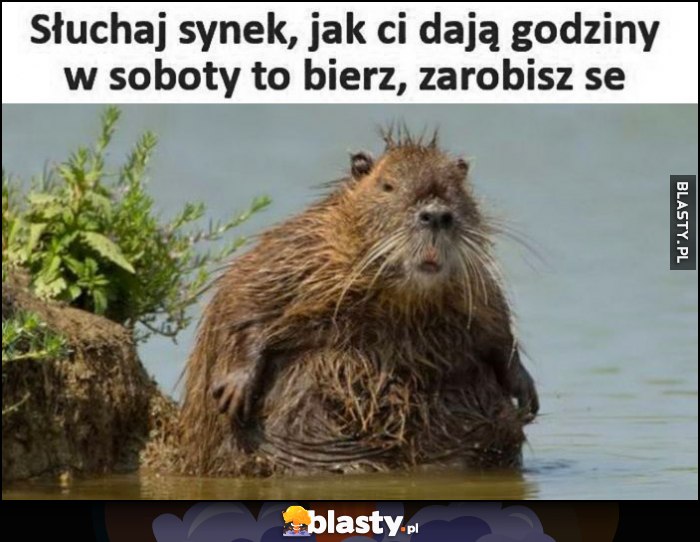 Słuchaj synek, jak ci dają godziny w soboty to bierz, zarobisz se bóbr tata ojciec