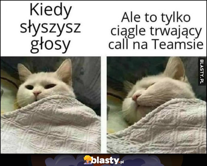 Kot śpi kiedy słyszysz głosy ale to tylko ciągle trwający call na Teamsie idzie dalej spać