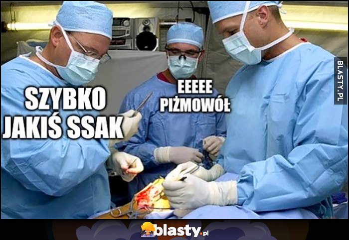 Lekarz w trakcie operacji: szybko jakiś ssak, eee piżmowół