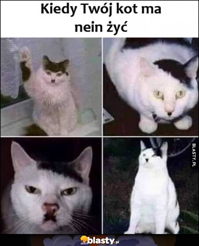 Kiedy Twoj kot ma nein żyć wygląda jak hitler kitler