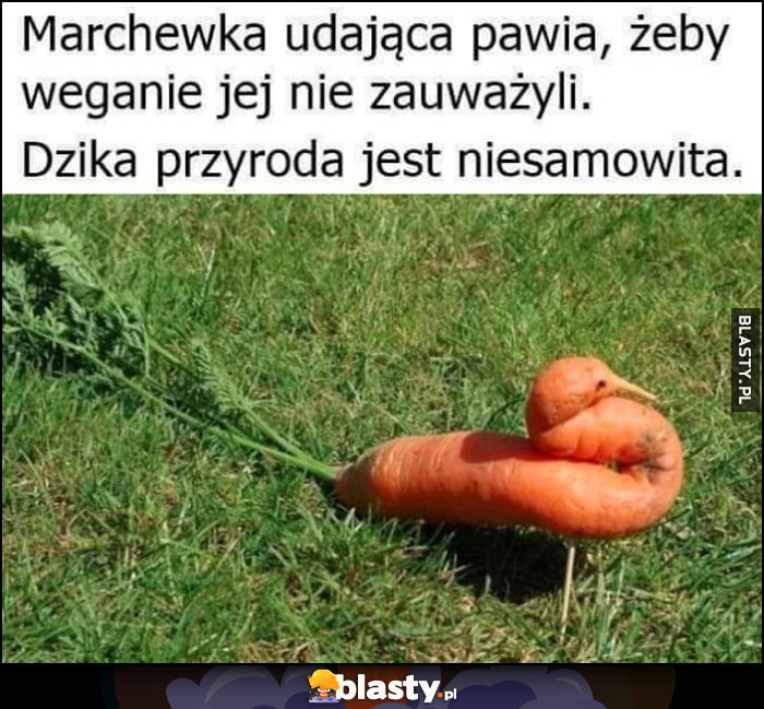 Marchewka udająca pawia, żeby weganie jej nie zauważyli, dzika przyroda jest niesamowita