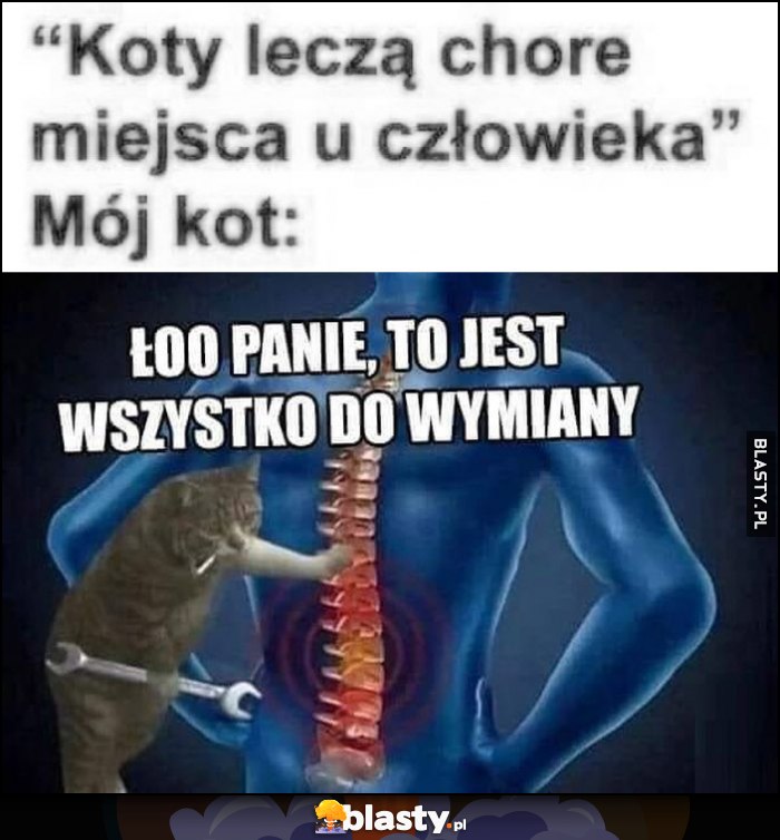 Koty leczą chore miejsca u człowieka. Mój kot: łoo panie, to jest wszystko do wymiany