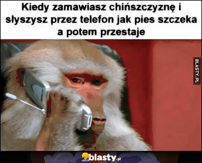 Małpa kiedy zamawiasz chińszczyznę i słyszysz przez telefon jak pies szczeka a potem przestaje