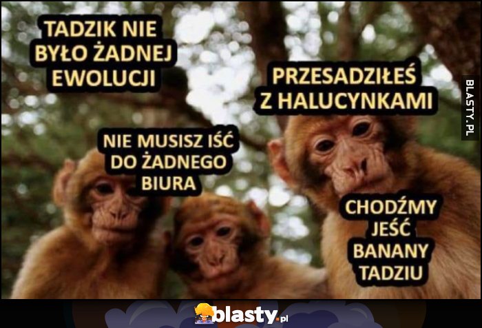 Małpy małpki: Tadzik nie było żadnej ewolucji, nie musisz iść do żadnego biura, chodźmy jeść banany Tadziu