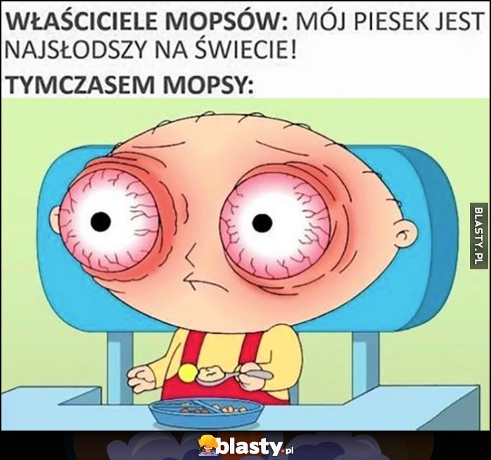 Właściciele mopsów: mój piesek jest najsłodszy na świecie. Tymczasem tak wyglądają mopsy wielkie oczy