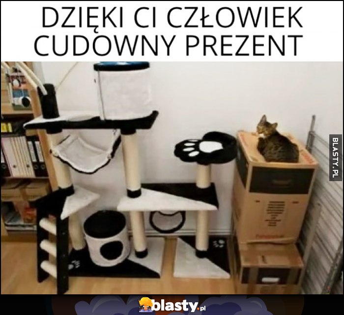 Dzięki Ci człowiek za cudowny prezent kot woli pudło niż drapak