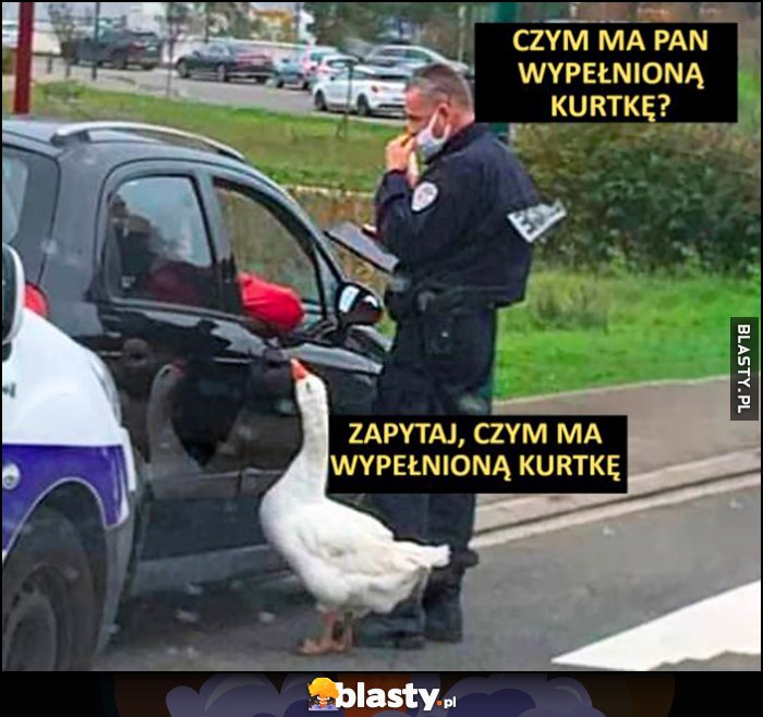 Gęś do policjanta: zapytaj czym ma wypełnioną kurtkę