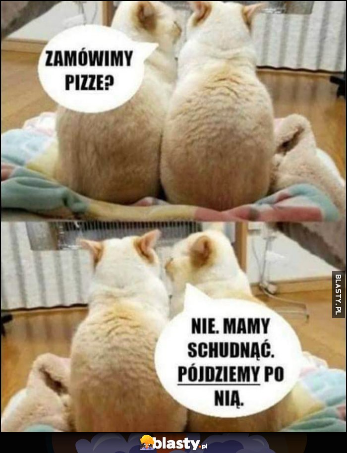 Koty: zamówimy pizzę? Nie, mamy schudnąć, pójdziemy po nią