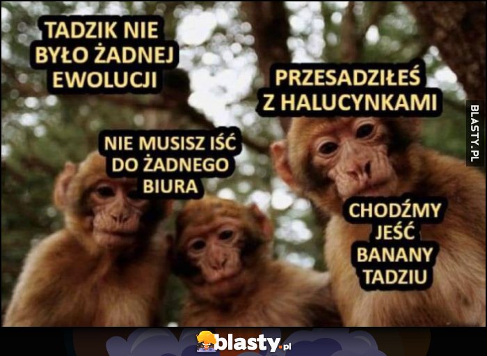Małpy małpki Tadzik nie było żadnej ewolucji, przesadziłeś z grzybkami, nie musisz iść do żadnego biura, chodźmy jeść banany Tadziu