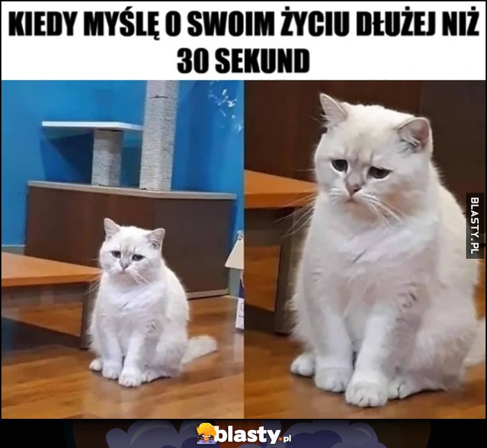 Kiedy myślę o swoim życiu dłużej niż 30 sekund smutny kot kotek