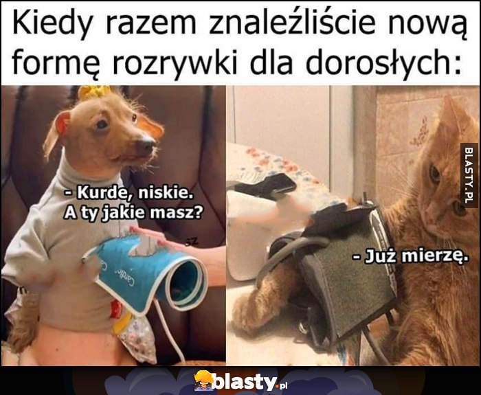 Kiedy razem znaleźliście nową formę rozrywki dla dorosłych mierzenie ciśnienia kot pies