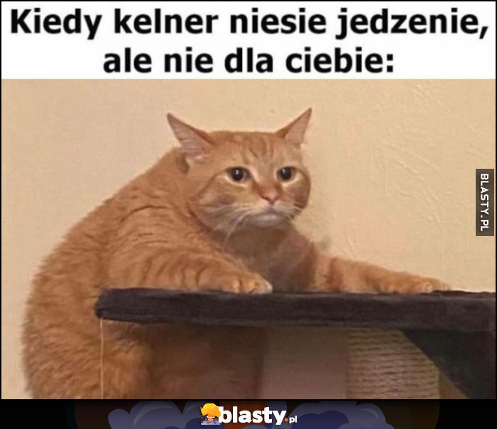 Kot reakcja kiedy kelner niesie jedzenie, ale nie dla ciebie