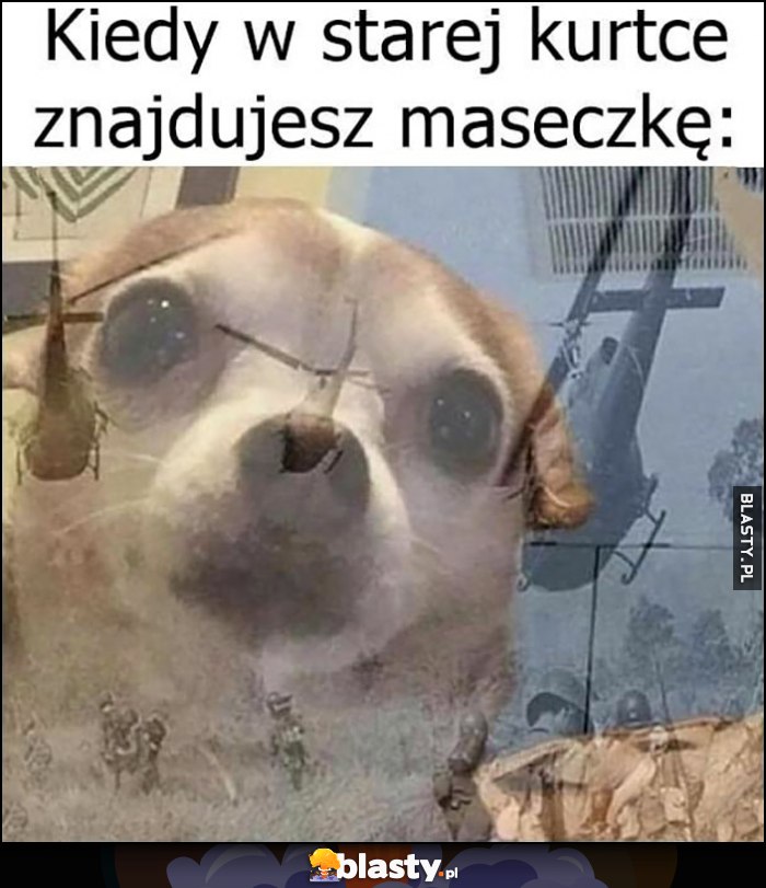 Pies piesek kiedy w starej kurtce znajdujesz maseczkę wspomnienie wojny