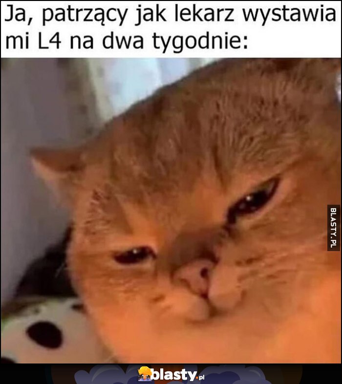 Ja patrzący jak lekarz wystawia mi L4 na dwa tygodnie zadowolony kot kotek