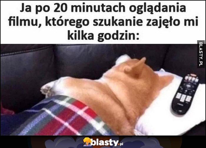 Ja po 20 minutach oglądania filmu, którego szukanie zajęło mi kilka godzin śpi pies piseł