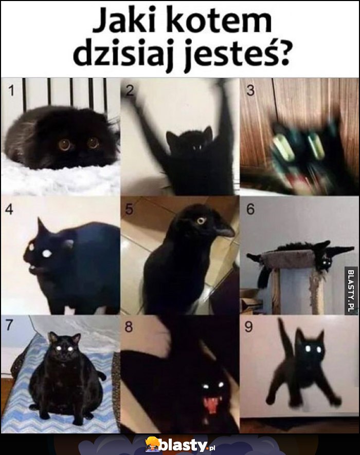 Jakim czarnym kotem jesteś dzisiaj? Numery 1 do 9