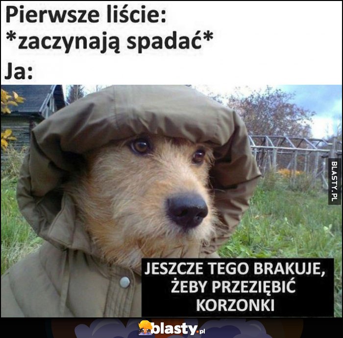 Pierwsze liście zaczynają spadać, ja pies: jeszcze tego brakuje, żeby przeziębić korzonki