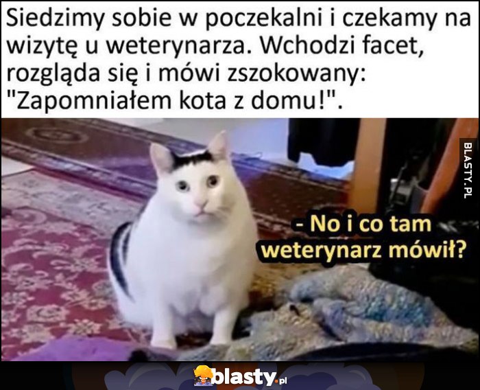 Siedzimy w poczekalni do weterynarza, wchodzi facet i mówi zapomniałem kota z domu, kot: no i co tam weterynarz mówił?