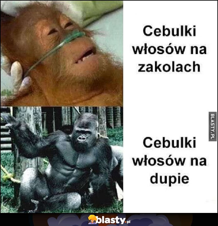 Cebulki włosów na zakolach ledwo żyją vs na dupie mocne silne małpa orangutan szympans