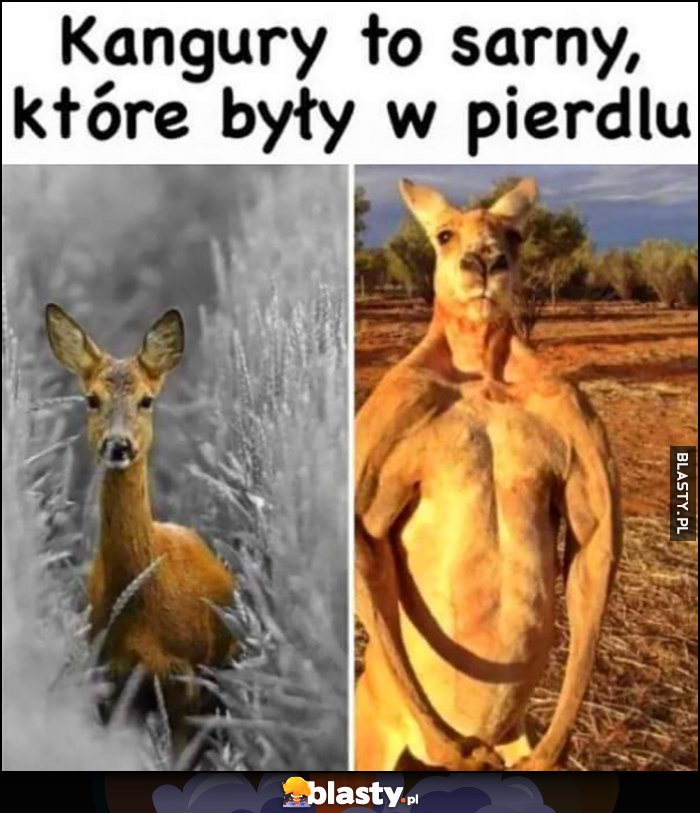 Kangury to sarny, które były w pierdlu