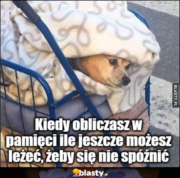 Kiedy obliczasz w pamięci ile jeszcze możesz leżeć, żeby się nie spóźnić pies piesek